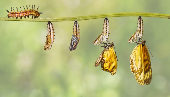 Transformation of yellow coster butterfly ( Acraea issoria ) from caterpillar and chrysalis hanging on twig , growth , metamorphosis , transformation